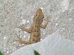 Mediodactylus russowii