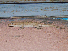 Mediodactylus russowii