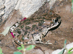 Bufotes pewzowi