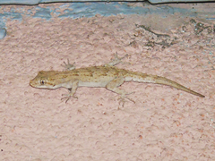 Mediodactylus russowii