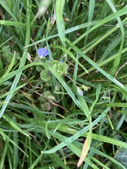 Veronica filiformis