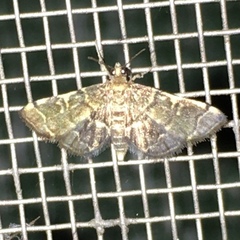 Anageshna primordialis