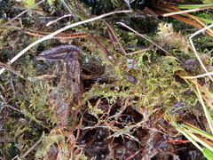 Odontoschisma fluitans