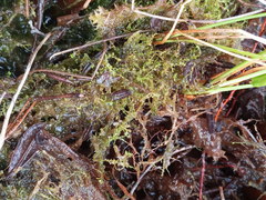 Odontoschisma fluitans