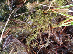 Odontoschisma fluitans