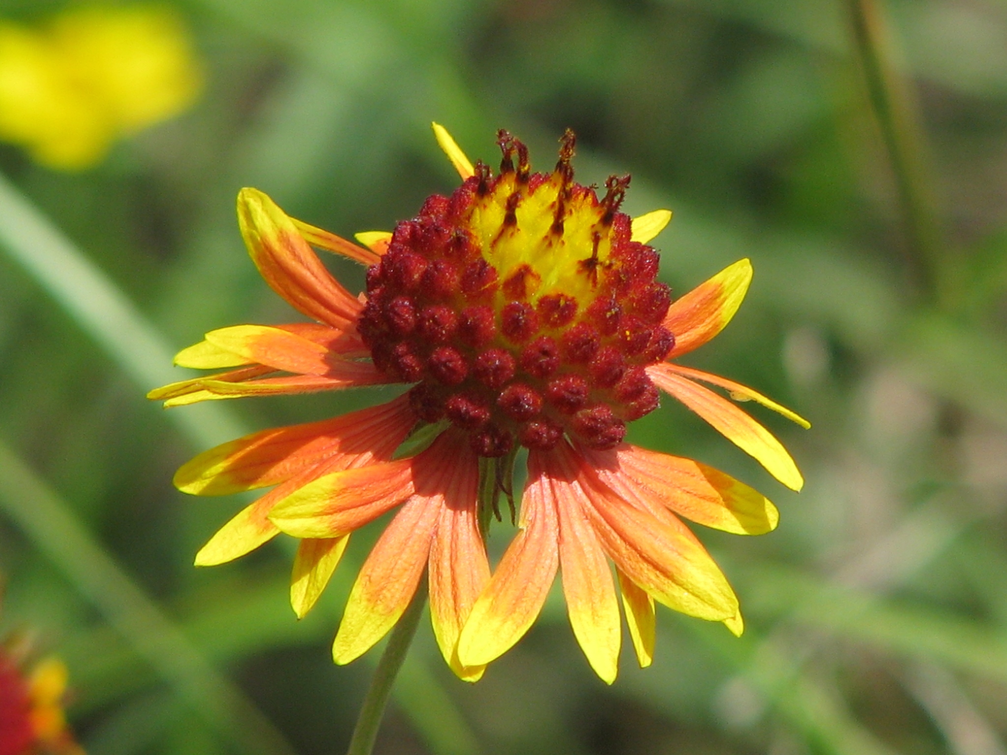 Gaillardia aestivalis