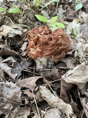 Gyromitra korfii