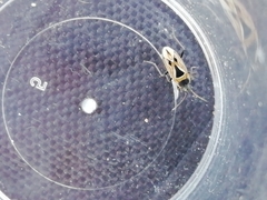 Xanthochilus quadratus