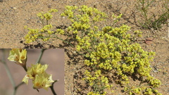 Limonium aureum