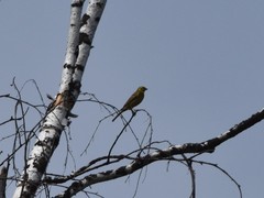 Emberiza citrinella