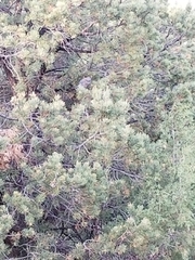 Aphelocoma woodhouseii