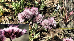 Limonium flexuosum