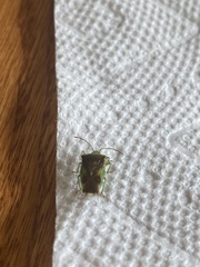 Elasmostethus atricornis