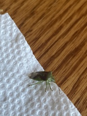 Elasmostethus atricornis