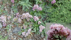Limonium flexuosum