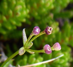 Galium uliginosum