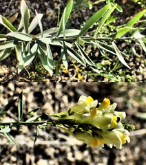 Linaria acutiloba