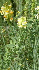 Linaria acutiloba