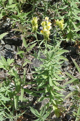 Linaria acutiloba