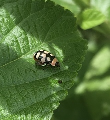 Alagoasa bipunctata perennis