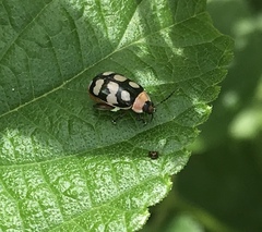 Alagoasa bipunctata perennis