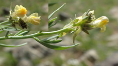 Linaria buriatica