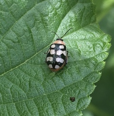 Alagoasa bipunctata perennis