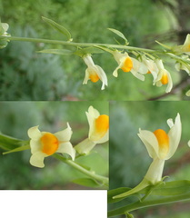 Linaria melampyroides