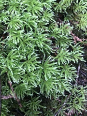 Leucolepis