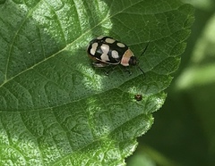 Alagoasa bipunctata perennis
