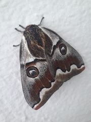 Polythysana cinerascens