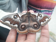 Polythysana cinerascens