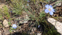 Linum baicalense