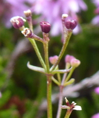 Galium uliginosum