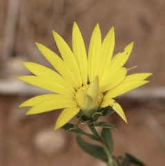 Xanthisma texanum drummondii
