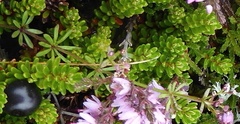 Galium uliginosum