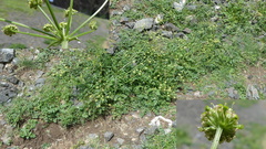 Lithosciadium multicaule