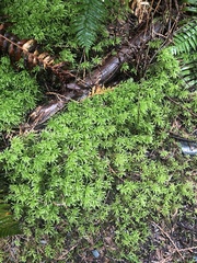 Leucolepis