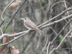 Muscicapa muttui