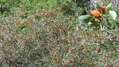 Lonicera microphylla