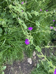 Geranium pyrenaicum