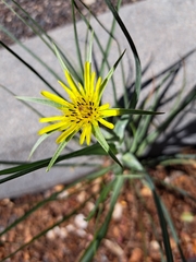 Tragopogon dubius