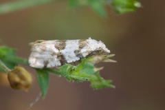 Aethes argentilimitana