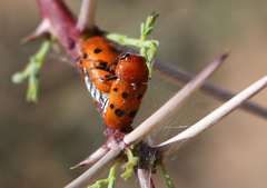 Tituboea sexmaculata