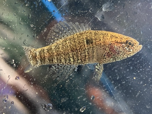 Banded Pygmy Sunfish