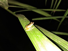 Pristimantis aureolineatus