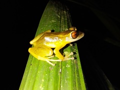 Pristimantis aureolineatus