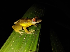 Pristimantis aureolineatus