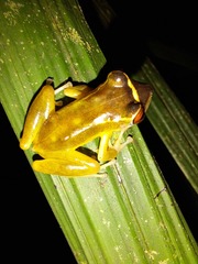 Pristimantis aureolineatus