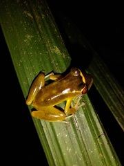 Pristimantis aureolineatus